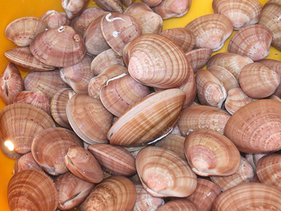 Μετέφεραν παράνομα οστρακοειδή