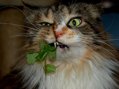 Γάτα «ντήλερ» μετέφερε ναρκωτικά!
