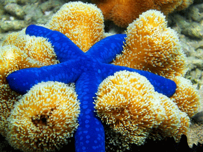 Αστερίες πεθαίνουν μαζικά σε ωκεανούς-σούπες