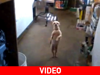 Όταν οι σκύλοι χορεύουν Salsa σαν επαγγελματίες