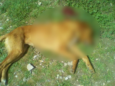 Πυροβόλησαν σκύλο στη Σάμο