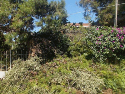 Θεσσαλονίκη: Φθορές σε αυτοκίνητα από πτώση δέντρου