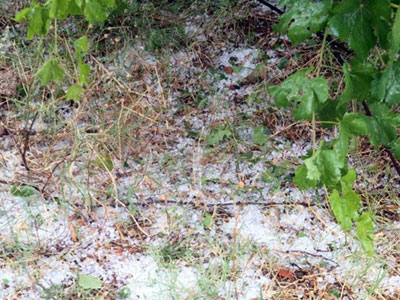 Καταστράφηκαν οι καλλιέργειες στην Ηλεία από το χαλάζι