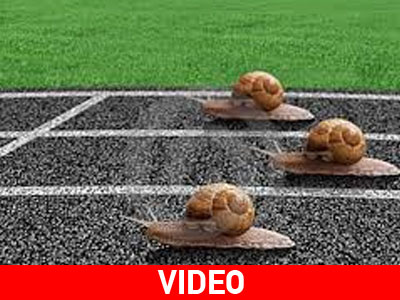 Αγώνας… «ταχύτητας» σαλιγκαριών