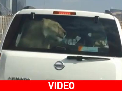 Να τι κατοικίδιο έχουν στο Ντουμπάι