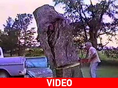 Δεν ήταν καλή ιδέα να κόψει το δέντρο και να πέσει στην καρότσα