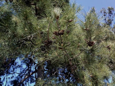 Τα πεύκα «φρενάρουν» την κλιματική αλλαγή με την μυρωδιά τους