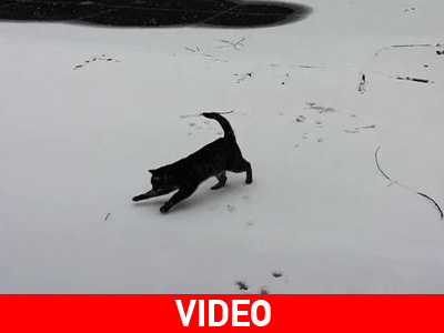 Γάτα βλέπει χιόνι για πρώτη φορά