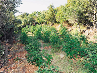 Έκαναν τον ελαιώνα «καμουφλάζ» για χασισόδεντρα στα Χανιά