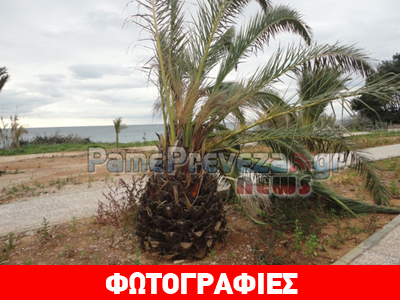 Πρέβεζα: “Πεθαίνουν” οι φοίνικες στον Παντοκράτορα