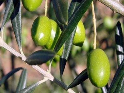 Φθιώτιδα: Άρπαξαν 80 τελάρα ελιές