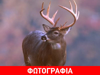 Ελσίνκι: Ελάφι βγήκε βόλτα στο κέντρο της πόλης