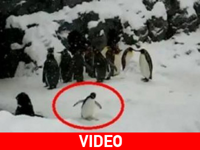 Έδωσαν ecstasy σε πιγκουίνο για να γελάσουν