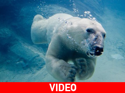 Η τελευταία πολική αρκούδα της Αφρικής Η τελευταία πολική αρκούδα της Αφρικής