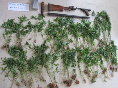 Ο καβγάς με το γείτονα «αποκάλυψε» τα δενδρύλια με το χασίς!