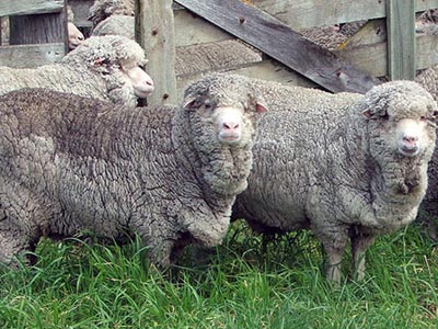 Αυστραλία: Αρχίζουν εκ νέου οι εξαγωγές προβάτων στο Ιράν