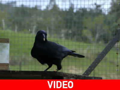 Πανέξυπνο κοράκι λύνει ένα δύσκολο παζλ