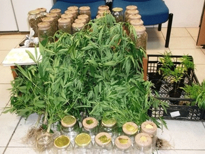 Πιερία: Συνελήφθη 43χρονος με 30 δενδρύλλια κάνναβης