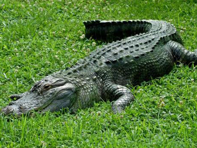 Μπαλάκι του γκολφ προσγειώθηκε στο κεφάλι αλιγάτορα