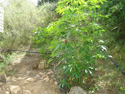 Άργος: Συνελήφθη 38χρονος χασισοκαλλιεργητής