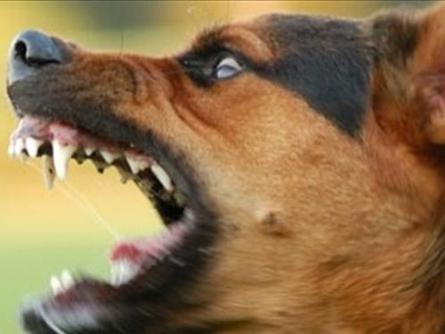 Θεσσαλονίκη: Κίνδυνος για τη δημόσια υγεία από κρούσμα λύσσας