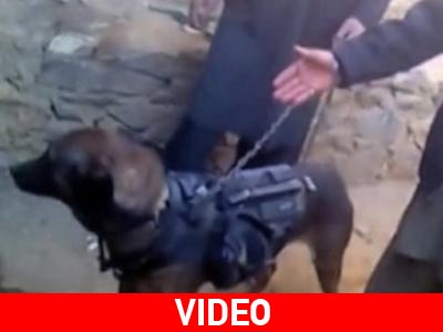 Οι Ταλιμπάν κρατούν για όμηρο έναν … σκύλο