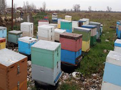 Τον «έφαγαν» οι μέλισσες