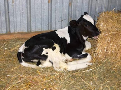 Έκλεψαν μοσχάρι από στάβλο – Έκκληση από τον ιδιοκτήτη να μην φαγωθεί