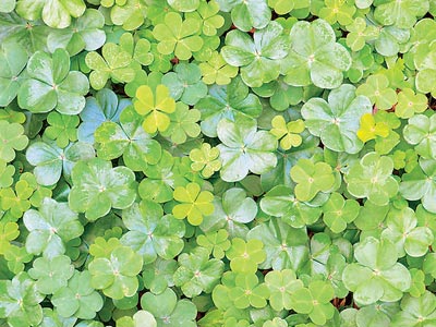 Κιλκίς: Έκλεψαν 40 μπάλες τριφυλλιού από χωράφι