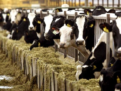 Τα… αέρια αγελάδων προκάλεσαν φωτιά!