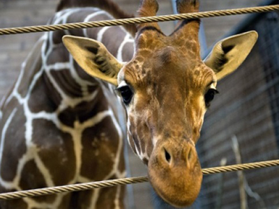 Δανία: Την «γλίτωσε» η δεύτερη καμηλοπάρδαλη