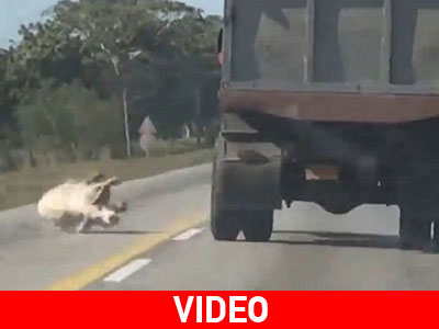 Το γουρούνι…. το έσκασε