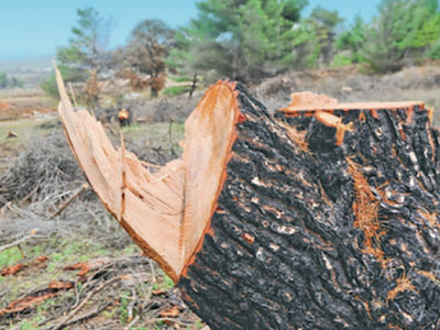 Οργιάζουν οι λαθροϋλοτόμοι στην Πάρνηθα