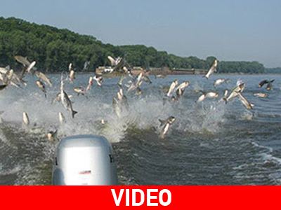 Ιπτάμενα ψάρια…