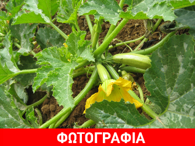 Κολοκύθια 1,5 μέτρο στην Ιεράπετρα