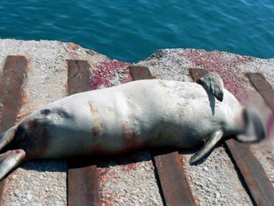 Πέταξαν νεκρή φώκια σε κάδο απορριμμάτων του Βροντάδου