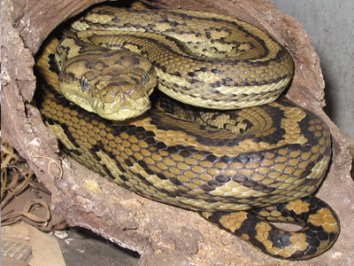 Μπαλί: Πύθωνας στραγγάλισε φρουρό ασφαλείας