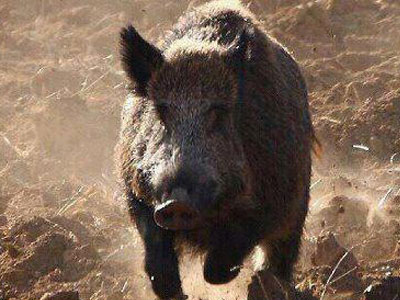 Αφηνιασμένο αγριογούρουνο επιτέθηκε σε κυνηγό