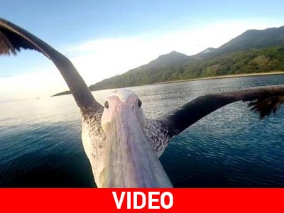 Πελεκάνος μαθαίνει να πετά