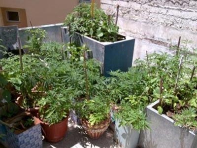 Χειροπέδες σε 47χρονο που καλλιεργούσε και πωλούσε κάνναβη