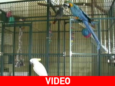 Η… απόδραση ενός παπαγάλου