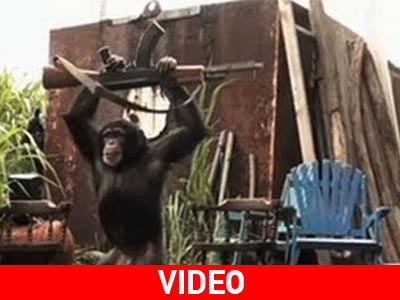 Ο πίθηκος με το Καλάσνικοφ!