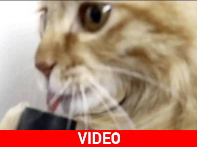 Γάτος λατρεύει την ηλεκτική σκούπα !