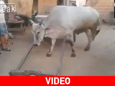 Αυτή η αγελάδα είναι ο υπάλληλος του μήνα