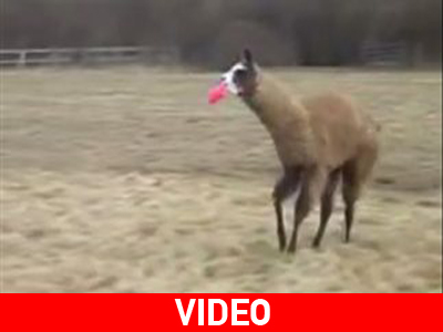 Το λάμα που νομίζει πως είναι… σκύλος