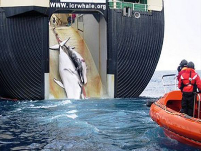 Αυστραλία: Καταγγελία για εμβολισμό σκάφους από ιαπωνικό φαλαινοθηρικό