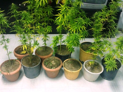 Έπιασαν Λαμιώτη που καλλιεργούσε χασίς σε εγκαταλελειμμένο σπίτι