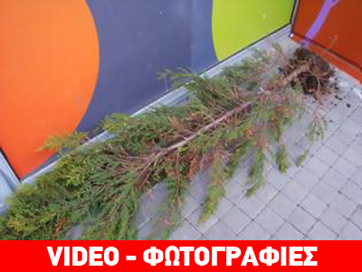 Ξάνθη: Ξερίζωσαν δένδρο και το πέταξαν στο πεζοδρόμιο