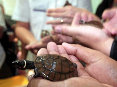 Οι Φιλιππίνες συνέλαβαν κινεζικό αλιευτικό με 500 χελώνες