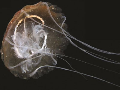 Νέο είδος μέδουσας ανακαλύφθηκε στη Λιμνοθάλασσα της Βενετίας